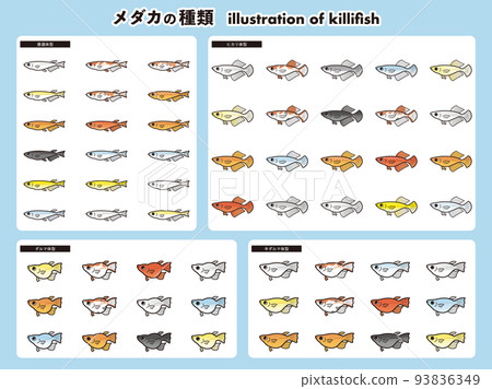 鱂魚 62 種插圖集的類型 鱂魚 62 種插圖集的類型 93836349