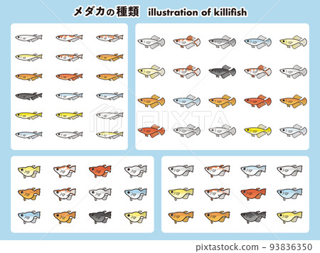 鱂魚 62 種插圖集的類型 鱂魚 62 種插圖集的類型 93836350