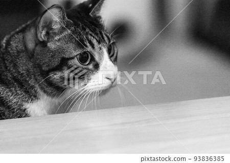 一隻貓盯著你 93836385