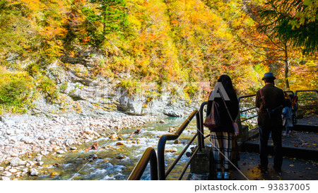 Kurobe Gorge (Autumn) Kurobe Gorge (Autumn) 93837005