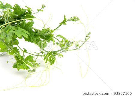 Fresh bitter gourd leaves isolated on white background with copy space. Fresh bitter gourd leaves isolated on white background with copy space. 93837160