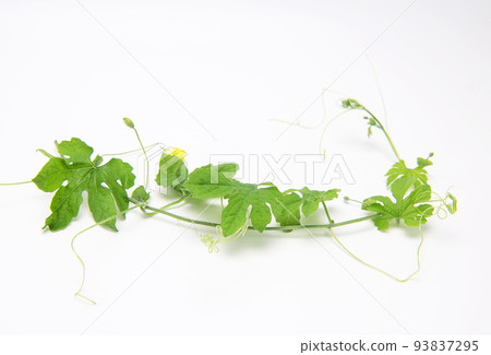 Fresh bitter gourd leaves isolated on white background with copy space. 93837295