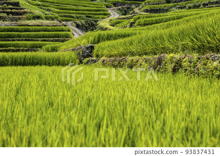 鬼鬼梯田[長崎縣東園町波佐見町] 93837431