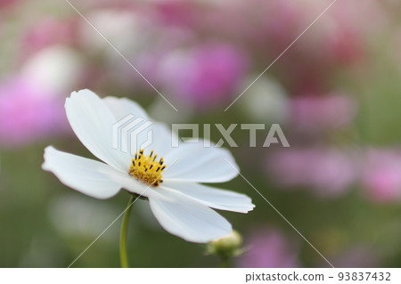 一朵白色的波斯菊花和背景中的一片波斯菊田（散景） 93837432