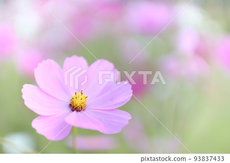 背景中的粉紅色宇宙花和宇宙場(散景) 背景中的粉紅色宇宙花和宇宙場(散景) 93837433