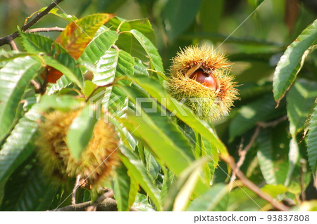 秋天的味道，栗子和帶刺的igaguri 93837808