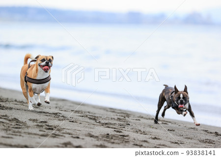 Dog running on the coast Dog running on the coast 93838141