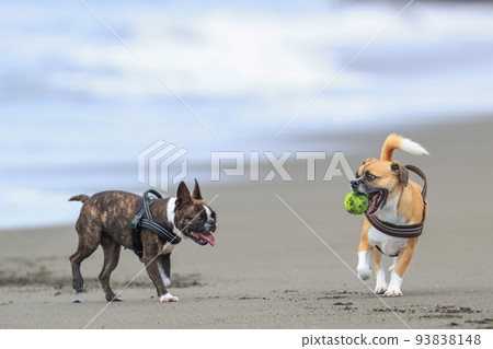 Dog running on the coast Dog running on the coast 93838148