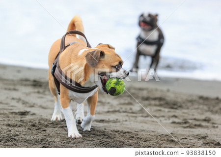 Dog playing in the sea Dog playing in the sea 93838150