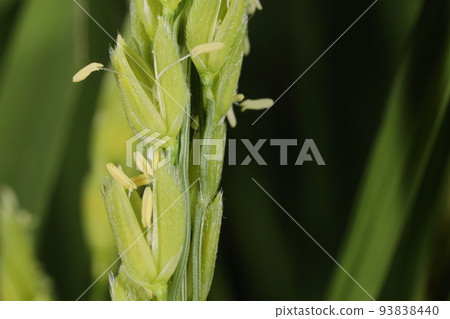 Natural plants, rice and flowers. The anthers of the stamens are protruding from inside the glume. 93838440