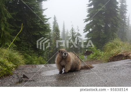 公園裡的海狸 公園裡的海狸 93838514