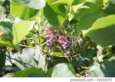 Kuzu no Hana 93838972