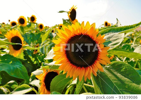 Sunflower field Sunflower field 93839086