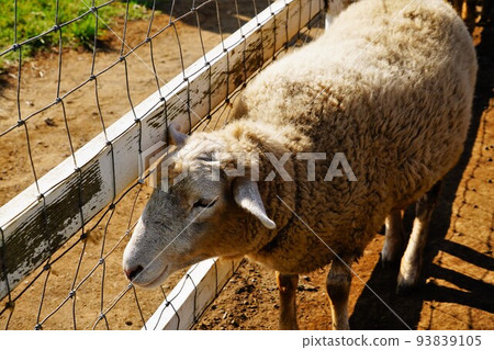 Sheep at the ranch Sheep at the ranch 93839105