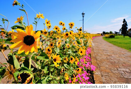 Sunflower road Sunflower road 93839116