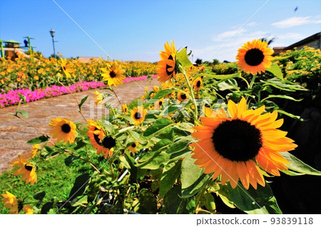 Sunflower road Sunflower road 93839118