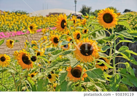 Sunflower road 93839119