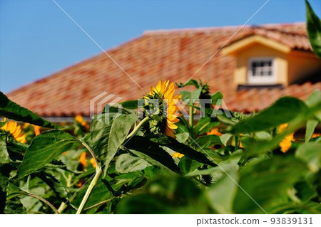 Sunflower field and European roof Sunflower field and European roof 93839131
