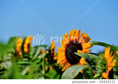 Sunflower field Sunflower field 93839132