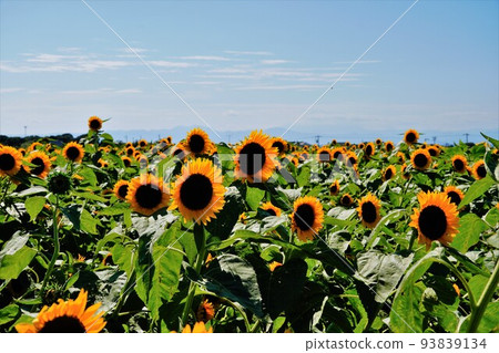 Sunflower field 93839134