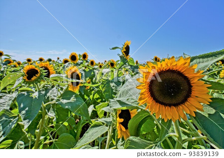 Sunflower field 93839139
