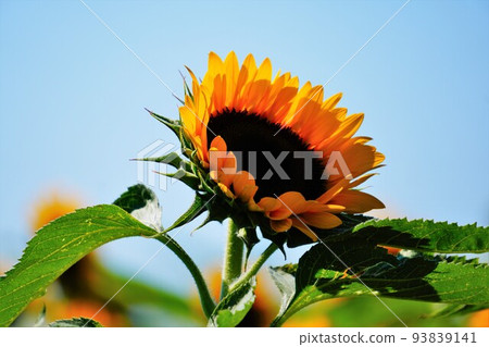 sunflower sunflower 93839141