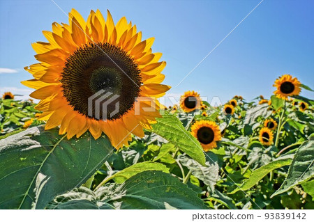 Sunflower field Sunflower field 93839142