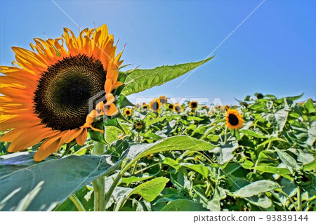 Sunflower field Sunflower field 93839144