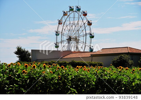 Sunflower field, European roof and Ferris wheel 93839148