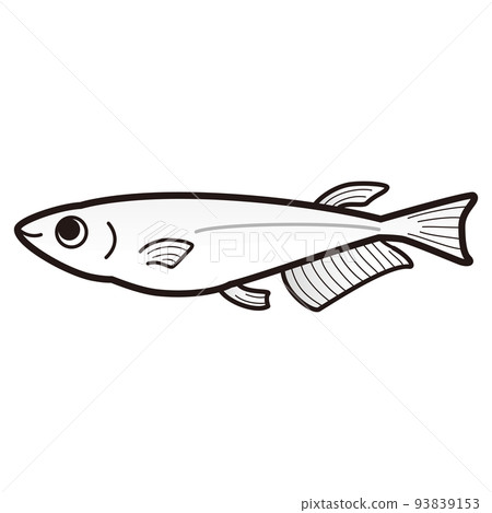 白鱂魚的插圖 白鱂魚的插圖 93839153
