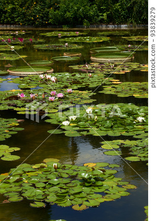 Water lily pond and water lily in full bloom 93839279