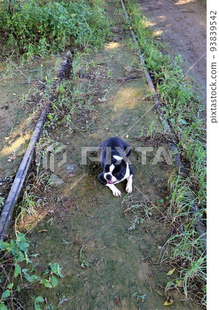 Mighty-kun，一隻可愛的波士頓梗犬，躺在鐵軌上，一邊享受著西武阿比納線廢墟散步的樂趣♡ 93839542