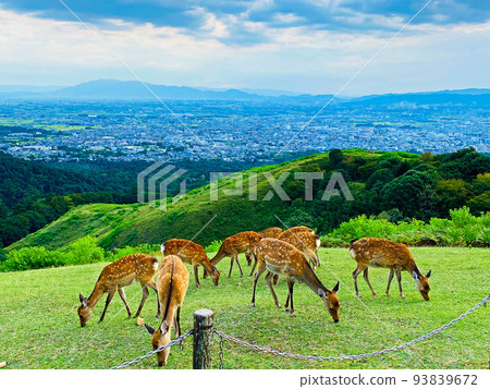 奈良市若草山的鹿 奈良市若草山的鹿 93839672