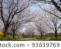 春天平靜的櫻花樹 93839769