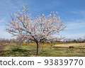 一棵美麗的櫻桃樹 93839770