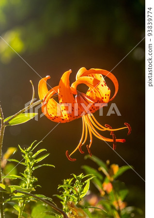 橙色百合 93839774