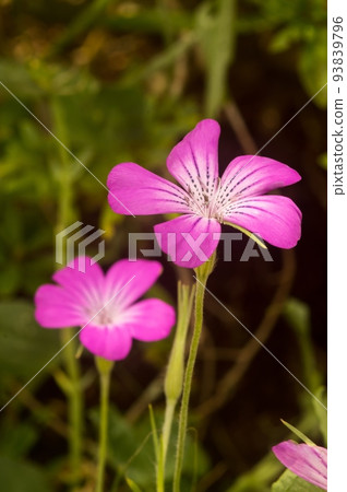Agrostenma swaying in the wind 93839796