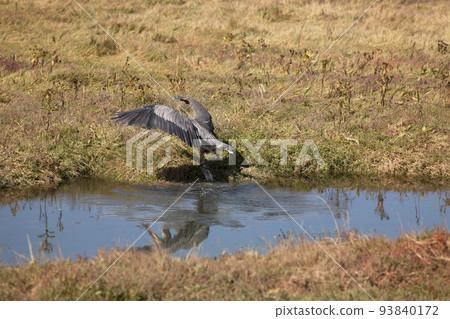 Hunting for wild birds 93840172