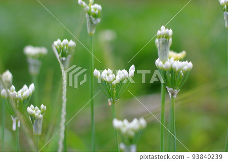 大蒜香蔥花特寫鏡頭 93840239