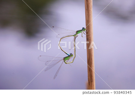 Ao montitonbo 93840345