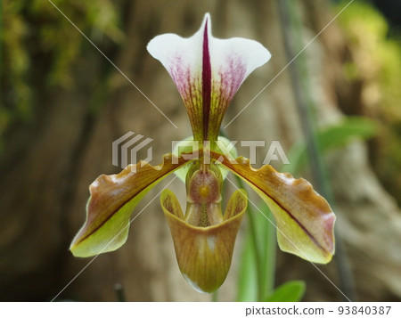Paphiopedilum villosum Paphiopedilum villosum Paphiopedilum villosum Paphiopedilum villosum 93840387