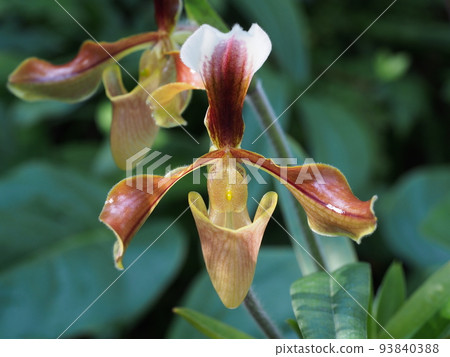 Paphiopedilum villosum Paphiopedilum villosum Paphiopedilum villosum Paphiopedilum villosum 93840388