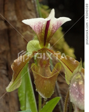 Paphiopedilum villosum Paphiopedilum villosum Paphiopedilum villosum Paphiopedilum villosum 93840389