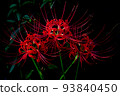三朵盛開的彼岸花（背景黑色） 93840450