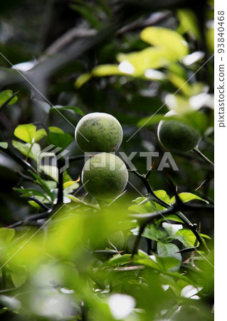 Fruit of the fish 93840468