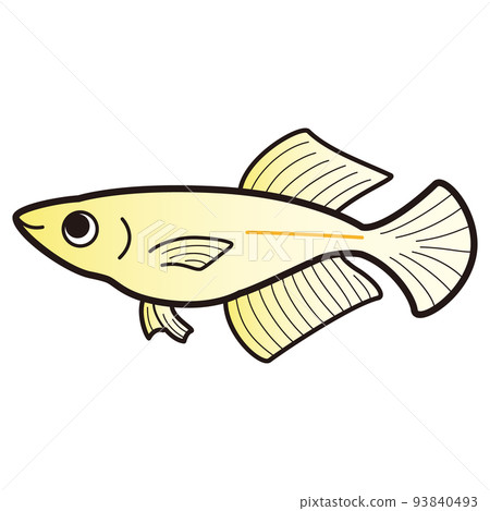金鱂魚的插圖 金鱂魚的插圖 93840493