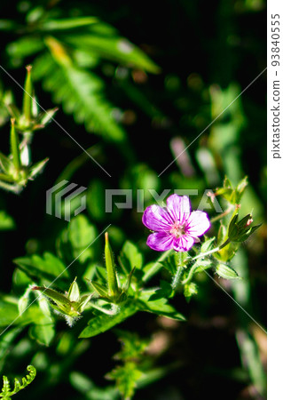 岐阜縣北阿爾卑斯山白樺平盛開的紅色元能書庫 93840555