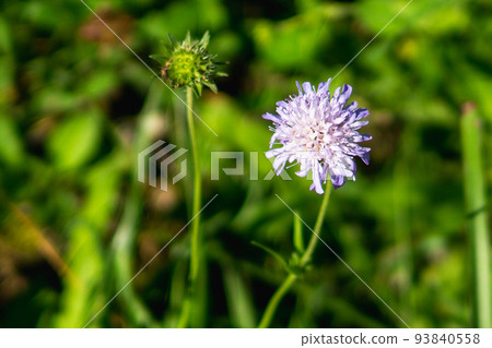 岐阜縣北阿爾卑斯山白樺平盛開的三山妻蟲莊 93840558