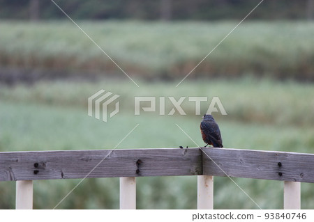Blue rock-eared bulbul looking at the sugar cane field 93840746