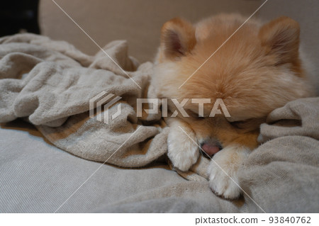 Pet falling asleep while relaxing on the sofa Pet falling asleep while relaxing on the sofa 93840762